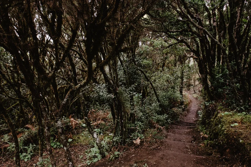 La Gomera Three Days Guide Sesja Zdjęciowa #54