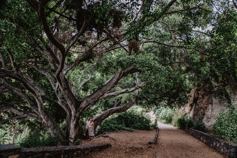 Botanical garden path in Tenerife park with trees and stone wall backdrop