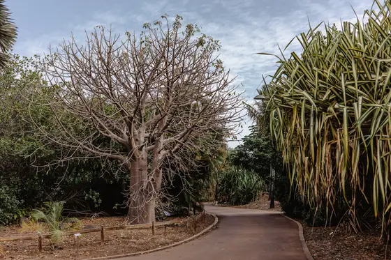 Palmetum Botanical Garden Family Sesión Fotográfica #24