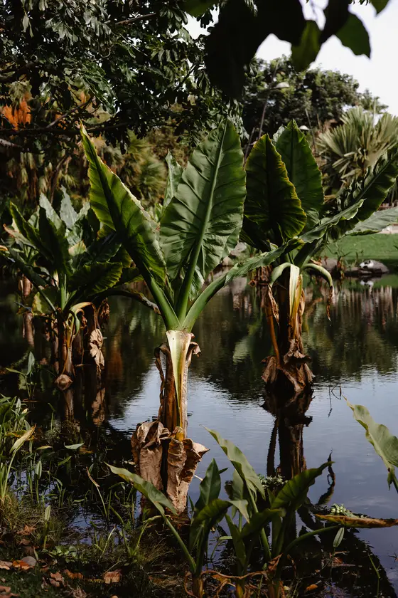 Palmetum Botanical Garden Family Sesión Fotográfica #38