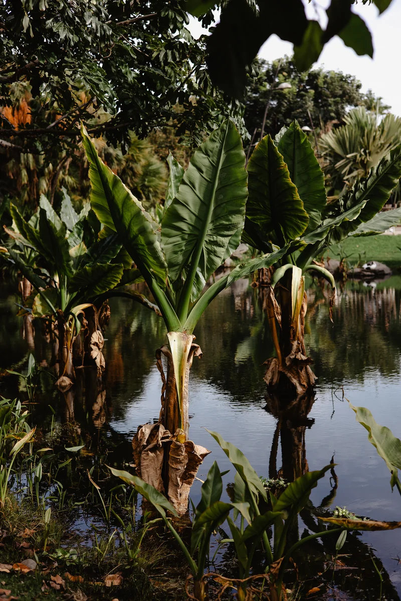 Palmetum Botanical Garden Family Sesión Fotográfica #38