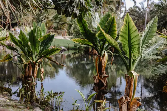 Palmetum Botanical Garden Family Sesión Fotográfica #39