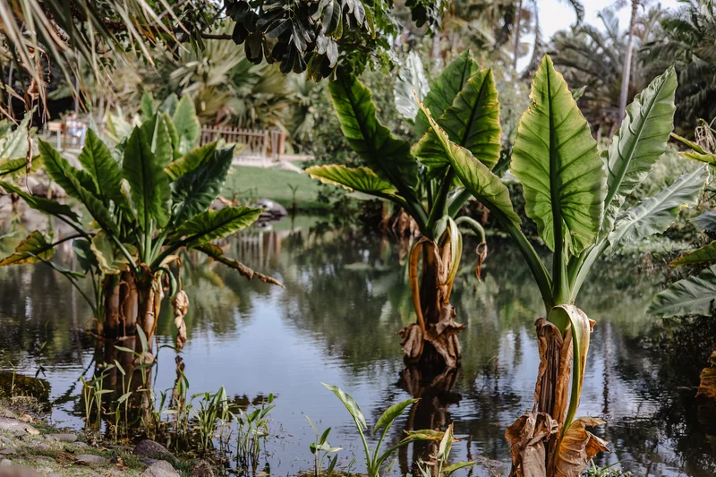Palmetum Botanical Garden Family Sesión Fotográfica #39