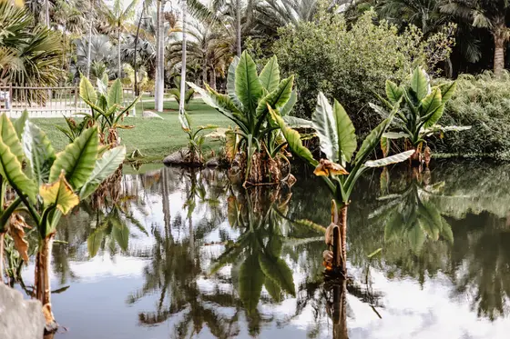 Palmetum Botanical Garden Family Sesión Fotográfica #40