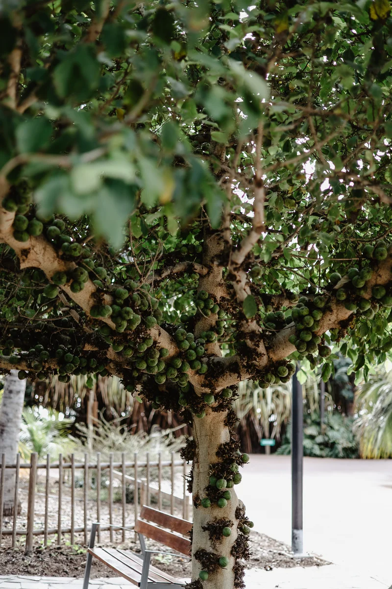 Palmetum Botanical Garden Family Sesión Fotográfica #41