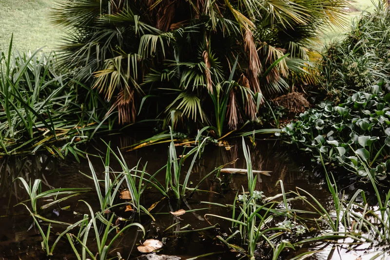 Palmetum Botanical Garden Family Sesión Fotográfica #46