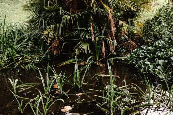 Palmetum Botanical Garden Family Sesión Fotográfica #46