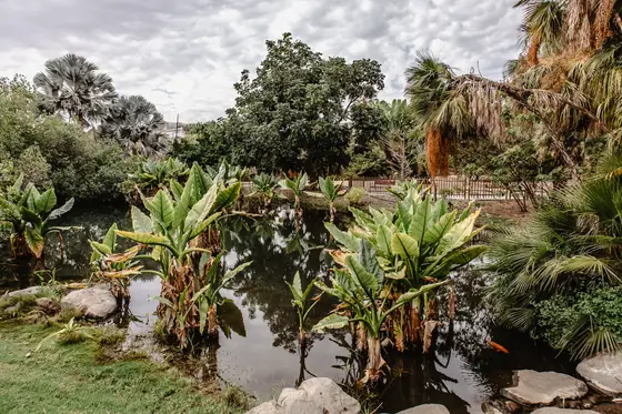 Palmetum Botanical Garden Family Sesión Fotográfica #64